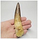 T110 - Impressive Huge 4.76 Inch Spinosaurus Dinosaur Tooth Cretaceous KemKem Beds