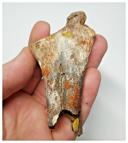T259 - Rare Cretaceous Azhdarchid Pterosaur Wing Partial Phalanx 1 Bone Digit IV