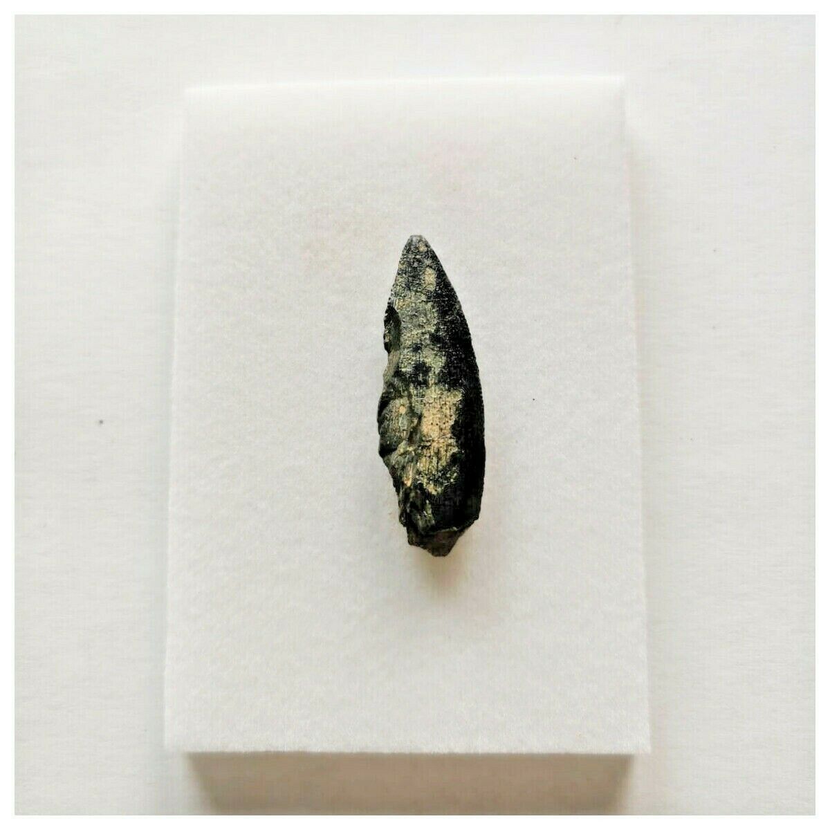 J45 - Kryptops palaios Abelisaurid Theropod Dinosaur Tooth Cretaceous ...