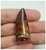 T67 - Gem Grade Orange Carcharodontosaurus Dinosaur Tooth - Cretaceous KemKem