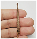 T158 - Rare 2.51'' Alanqa saharica Cretaceous Azhdarchid Pterosaur Dentary Bone
