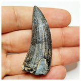 JS39 - Rare Suchomimus tenerensis Dinosaur Tooth Cretaceous Elrhaz Fm Tenere Desert