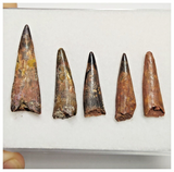 T187 - Set of 5 Nice Pterosaur (Coloborhynchus) Teeth Cretaceous KemKem Beds