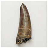 T276 - Rare Suchomimus tenerensis Dinosaur Tooth Lower Cretaceous Elrhaz Fm