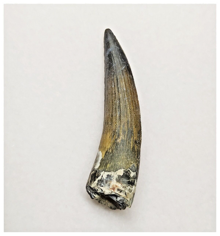 T161 - Rare Suchomimus tenerensis Dinosaur Tooth Lower Cretaceous Elrhaz Fm