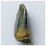 S18 - Top Rare Unidentified Basal Sauropod Dinosaur Tooth Jurassic Tenere Desert