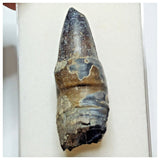 JS28 - Top Rare Pathologically Deformed Sarcosuchus Crocodile Tooth Cretaceous Elrhaz Fm