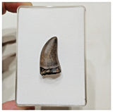 E8 - Rare Eocarcharia dinops Dinosaur Tooth - Cretaceous Elrhaz Fm Tenere Desert