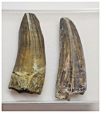 T87 - Set of 2 Suchomimus tenerensis Dinosaur Teeth Lower Cretaceous Elrhaz Fm