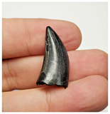 T10 - Rare Eocarcharia dinops Dinosaur Tooth - Cretaceous Elrhaz Fm Tenere Desert