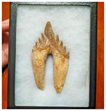 G51 - Top Rare Huge 13.2cm Basilosaurus (Whale Ancestor) Molar Rooted Tooth