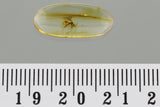J53 - Great WASP Hymenoptera Fossil Inclusion Genuine BALTIC AMBER + HQ Picture