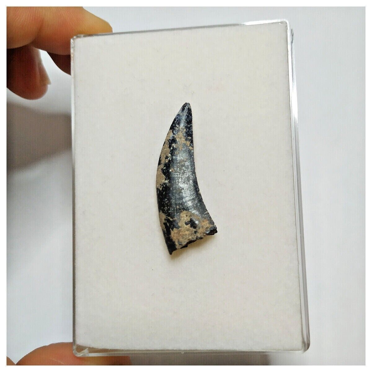 JS19 - Kryptops palaios Abelisaurid Theropod Dinosaur Tooth Cretaceous ...