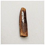 T240- Finest Quality Rebbachisaurus garasbae Diplodocoid Sauropod Dinosaur Tooth