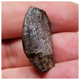 E17 - Top Rare Unidentified Basal Sauropod Dinosaur Tooth Jurassic Tenere Desert