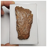 T234 - Nicely Preserved Upper Cretaceous Crocodile Dermal Scute Bone KemKem Beds