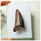 S23 - Sarcosuchus imperator Crocodile Tooth - Cretaceous Elrhaz Fm Tenere Desert