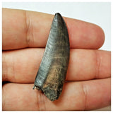 W1 - Kryptops palaios Abelisaurid Theropod Dinosaur Tooth Cretaceous Elrhaz Fm