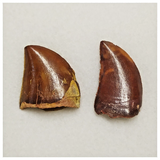 T196 - Set of 2 Finest Carcharodontosaurus Dinosaur Teeth - Cretaceous KemKem Beds