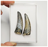 T217- Set of 2 Sarcosuchus imperator Crocodile Teeth Lower Cretaceous Elrhaz Fm