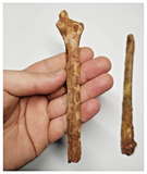 T266 - Rare Cretaceous 11.41'' Azhdarchid Pterosaur Wing Phalanx 1 Bone Digit IV