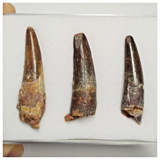 T219 - Set of 3 Finest Grade Spinosaurus Dinosaur Teeth Cretaceous KemKem Beds