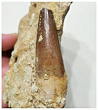 G46 - Great 2.36'' Spinosaurus Dinosaur Tooth in Matrix Upper Cretaceous KemKem