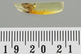 J50 - SNIPE FLY Rhagionidae RHAGIO Fossil Genuine BALTIC AMBER + HQ Picture