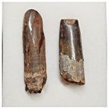 T202 - Set of 2 Finest Rebbachisaurus garasbae Diplodocoid Sauropod Dinosaur Teeth