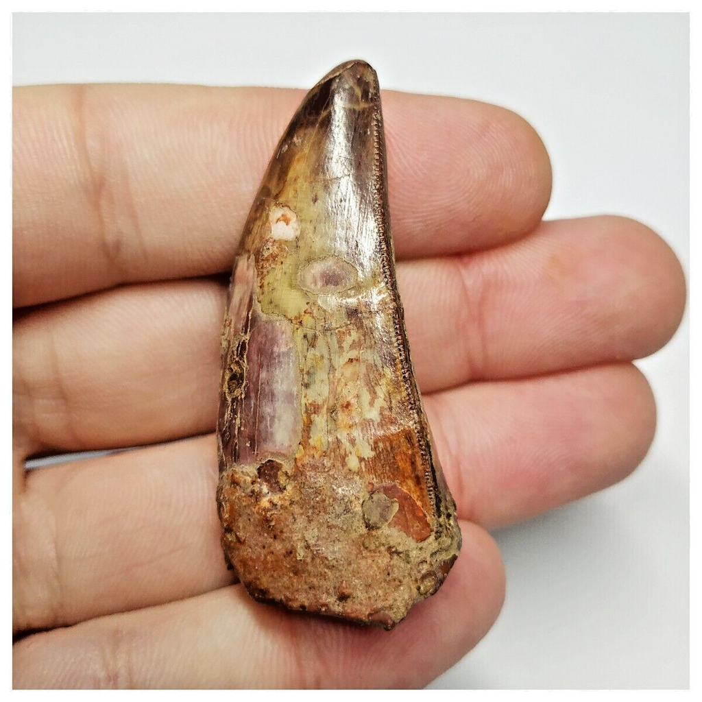 T191 - Serrated 1.92 Inch Carcharodontosaurus Dinosaur Tooth - Cretaceous KemKem