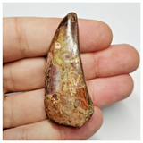 T191 - Serrated 1.92 Inch Carcharodontosaurus Dinosaur Tooth - Cretaceous KemKem