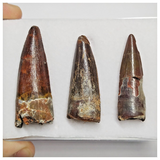 T221 - Set of 3 Nice Red Spinosaurus Dinosaur Teeth Cretaceous KemKem Beds