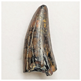 T213- Rare Eocarcharia dinops Dinosaur Tooth Cretaceous Elrhaz Fm Tenere Desert