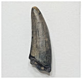F5 - Rare Suchomimus tenerensis Dinosaur Tooth Cretaceous Elrhaz Fm Tenere Desert