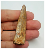 T82 - Beautiful 2.36 Inch Carcharodontosaurus Dinosaur Tooth - Cretaceous KemKem