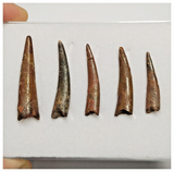 T188 - Set of 5 Nice Pterosaur (Coloborhynchus) Teeth Cretaceous KemKem Beds