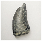 JS144 - Rare Eocarcharia dinops Dinosaur Tooth Cretaceous Elrhaz Fm Tenere Desert