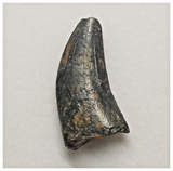JS146 - Rare Eocarcharia dinops Dinosaur Tooth Cretaceous Elrhaz Fm Tenere Desert