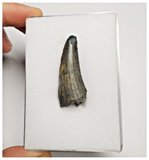 T224 - Rare Suchomimus tenerensis Dinosaur Tooth Lower Cretaceous Elrhaz Fm