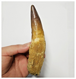 T136 - Impressive Huge 6.06 Inch Spinosaurus Dinosaur Tooth Cretaceous KemKem Beds