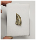 T163 - Rare Eocarcharia dinops Dinosaur Tooth Cretaceous Elrhaz Fm Tenere Desert