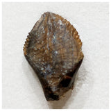 E10 - Elrhazosaurus Basal Iguanodontian Dinosaur Tooth - Cretaceous Elrhaz Fm