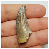 JS23 - Unique Undescribed Basal Spinosaurid Dinosaur Tooth Jurassic Tiouraren Fm
