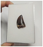 T76 - Finest Grade Dark Carcharodontosaurus Dinosaur Tooth - Cretaceous KemKem