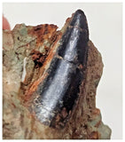 F25 - Rare 0.90'' Black Abelisaurid Dinosaur Tooth in Matrix Upper Cretaceous Talsint