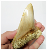 T131 - Finest Serrated 3.93'' Megalodon Tooth from Rare Indonesia Location