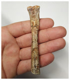 T261 - Top Rare 3.46 Inch Cretaceous Azhdarchid Pterosaur Metacarpal Bone KemKem