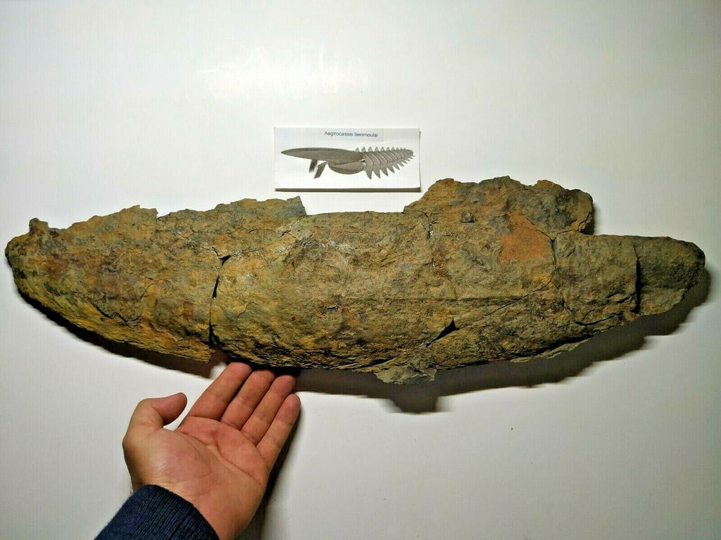 A15 & A31 Anomalocaridid Aegirocassis benmoulai + Unidentified Asaphid Upper Ordovician Trilobite - Order (143935000132)