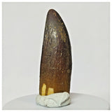 Z17 - Rebbachisaurus garasbae Diplodocoid Sauropod Dinosaur Tooth KemKem Beds