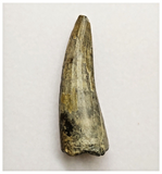 T249 - Rare Suchomimus tenerensis Dinosaur Tooth Lower Cretaceous Elrhaz Fm